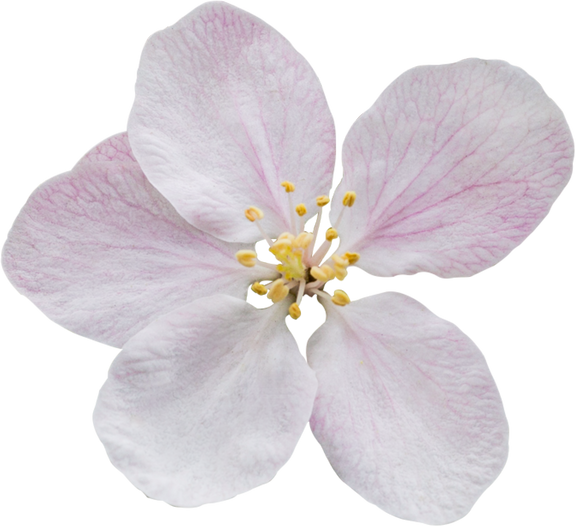 Isolated apple flower over white background