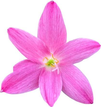 Pink rain lily flower