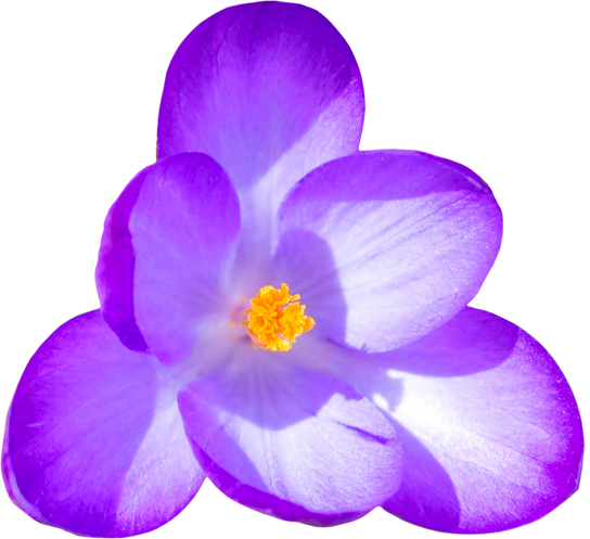 Spring flower crocus